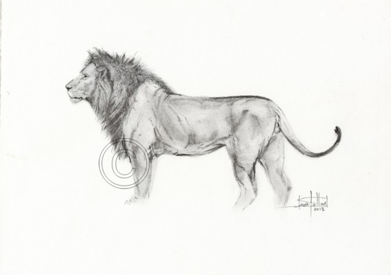 Pencil & Charcoal Study of Adult Male Lion profile